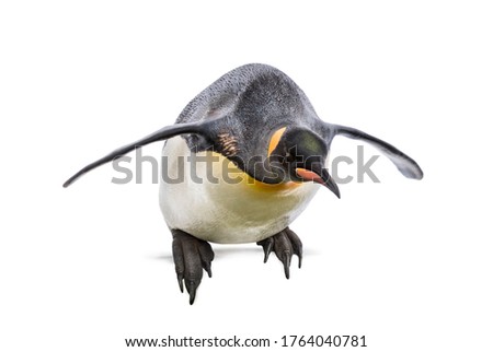 King penguin jumping for diving, isolated