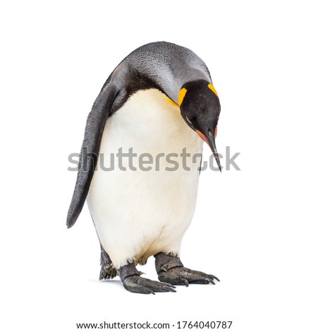 standing King penguin looking down isolated