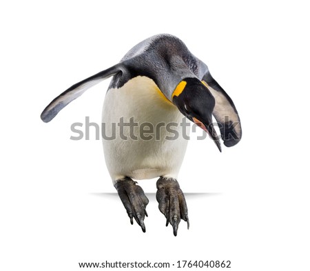 King penguin ready to dive, isolated