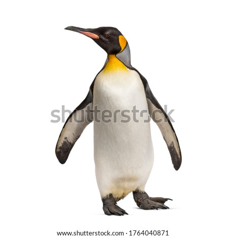 King penguin standing, isoletd on white