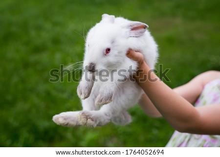 Child showing a white rabbit on a green blurry background. Selective focus, close up.