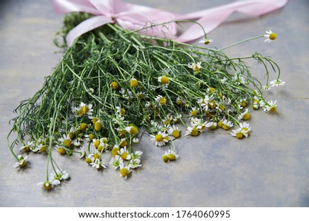 Close-up picture of tiny white camomiles bouquet tied with pink ribbon on grey table. Natural background picture of wild flowers. Ecological texture for poems, letters, romantic notes.
