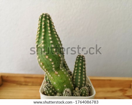 Cactus grown for beauty at home
