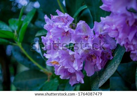 rhododendron on  bloom in rainy day