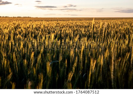 a field of rye at sunset. Natural background and texture.