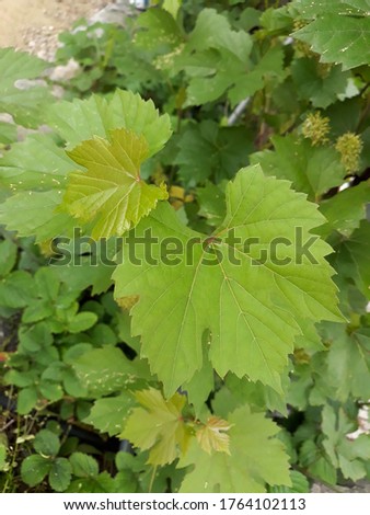 Grape leaves on nature background