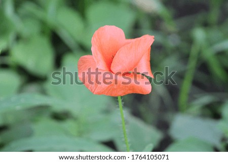Red poppy in the summer garden
