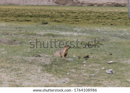 Ladakh, India - March, 2020: Wildlife in India. Otters are hiding and playing in the Himalayas mountains.
