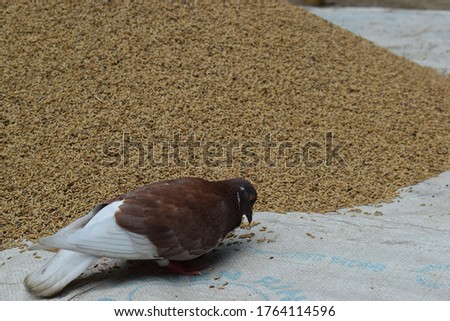 The picture of pigeon eating rice.