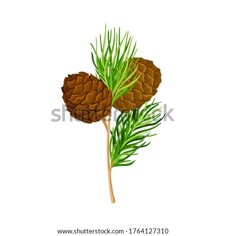 Green Branch of Cedar with Needle-like Leaves and Barrel-shaped Brown Seed Cones Vector Illustration Royalty-Free Stock Photo #1764127310
