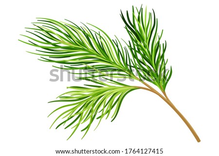 Cedar Branch with Evergreen Needle-like Leaves Vector Illustration Royalty-Free Stock Photo #1764127415