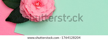 Pink Camellia flower and green leaves on green pink paper background. Greeting card or gift certificate with copy space, text place, banner