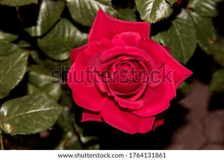 Large red rose on a background of leaves.