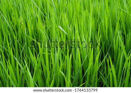The green seedlings of rice are in the field