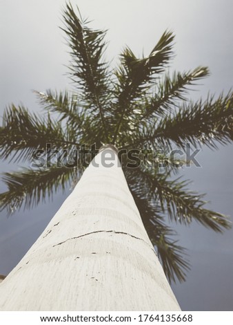 Beautiful natural background. Close-up bottom view of palm trunk tree and branches with blue sky. Vintage and faded matt style colour in tinted photo. Ideal for use in vertical design, wallpaper