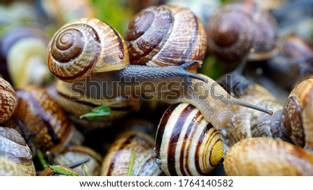 a lot of snails in the garden after the rain