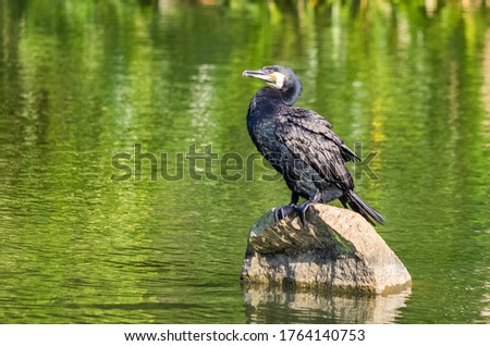 Indian cormorant (phalacrocorax fuscicollis) stands on a stone, Hainan, China