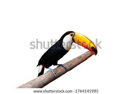 Beautiful toucan on white background 