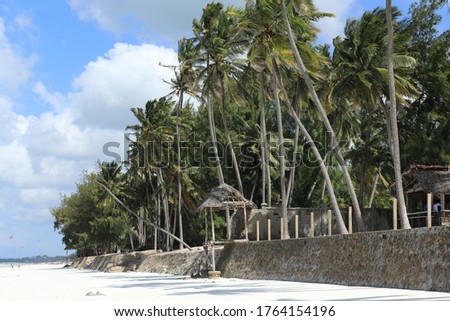 coconut trees in zanzibar island
