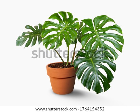 Monstera deliciosa tree in pots isolated on white background with clipping path Royalty-Free Stock Photo #1764154352