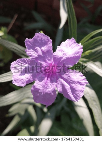 Purple flower with leaves petals texture 