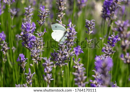 A white butterfly sits on a purple flowering lavender. 