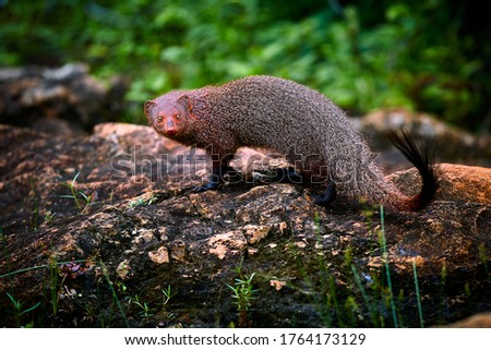 Ruddy mongoose, Herpestes smithii, is a mongoose species native to hill forests in India and Sri Lanka.. Wildlife scene from Yala National Park. Traveling in Sri Lanka.