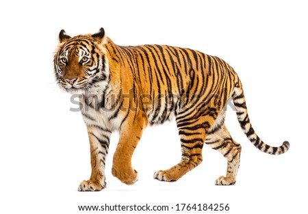 Side view of a Tiger walking away, isolated on white Royalty-Free Stock Photo #1764184256