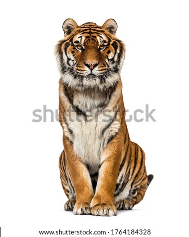 Tiger sitting looking at the camera, isolated on white Royalty-Free Stock Photo #1764184328