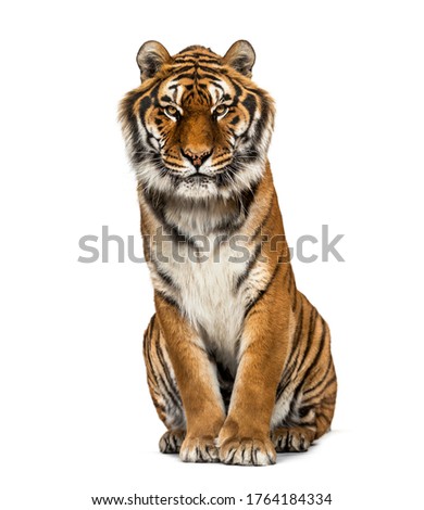 Tiger sitting looking at the camera, isolated on white