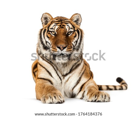Tiger lying down staring at the camera, isolated on white Royalty-Free Stock Photo #1764184376