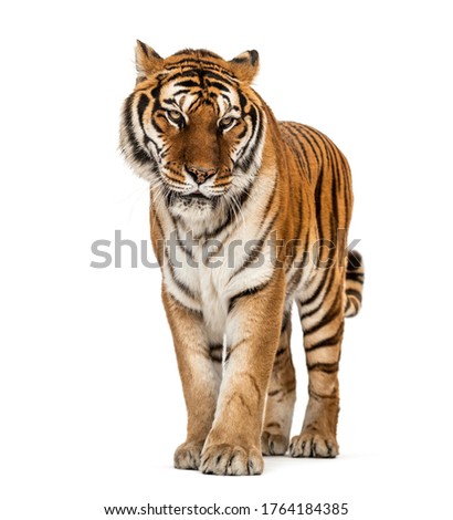 Tiger standing on a white background