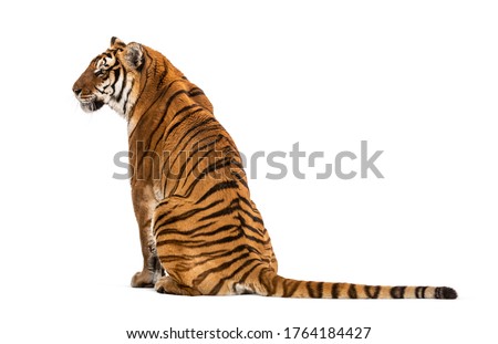 Back view of a Tiger sitting, isolated on white