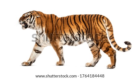 Side view of a Tiger walking and looking agressive