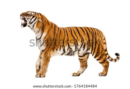 Tiger showing hir tooth, looking angry