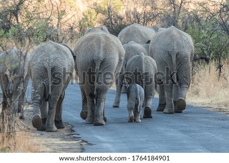 A breeding herd of elephants walking down the road in front of the camera