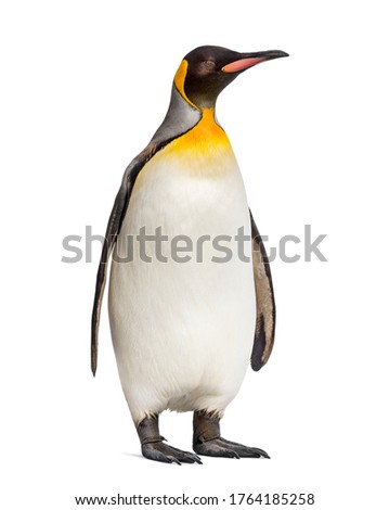 King penguin standing in front of a awhite background