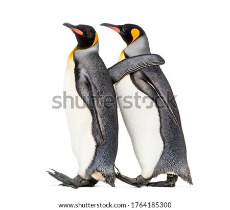 side view of Two King penguin walking together, isolated