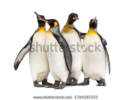 Colony of king penguins together, isolated on white Royalty-Free Stock Photo #1764185333