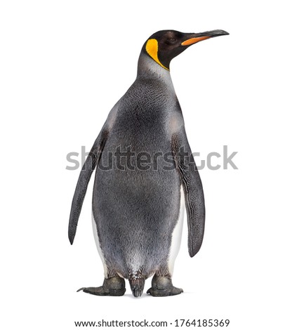 Back view of a King penguin looking away