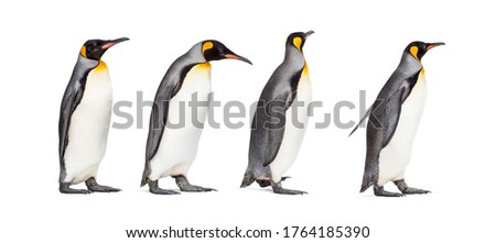 Group of King penguin isolated on white