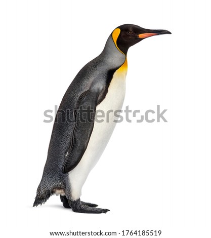 King penguin standing in front of a awhite background