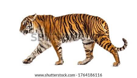 Side view of a Tiger walking away, isolated on white Royalty-Free Stock Photo #1764186116