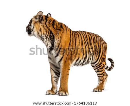 Tiger looking backwards, isolated on white