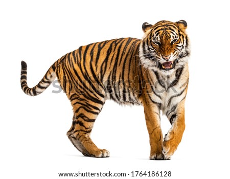 WalkingTiger showing its tooth and looking aggressive, isolated