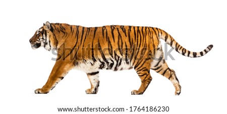 Side view of a Tiger walking away, isolated on white Royalty-Free Stock Photo #1764186230