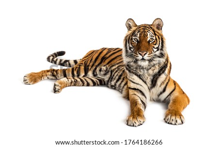 Tiger lying down isolated on white Royalty-Free Stock Photo #1764186266