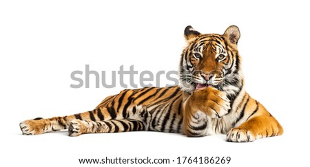 Tiger lying down and cleaning its paw, isolated on white Royalty-Free Stock Photo #1764186269
