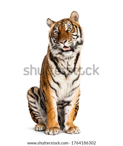 sitting and panting Tiger isolated on white