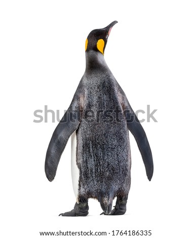 Back view of a King penguin looking up isolated
